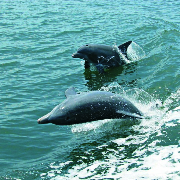 Kalpitiya Dolphin Watching